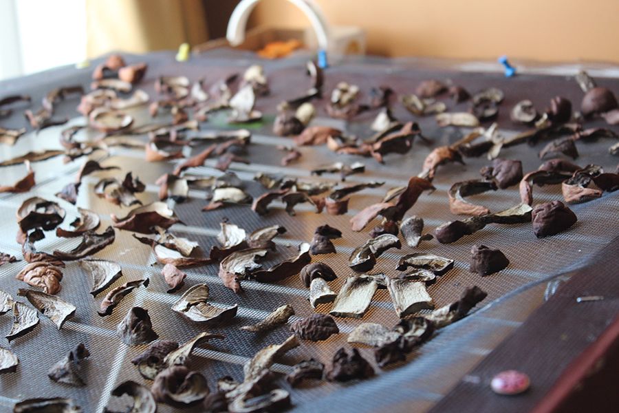 Photo Champignon Lorraine