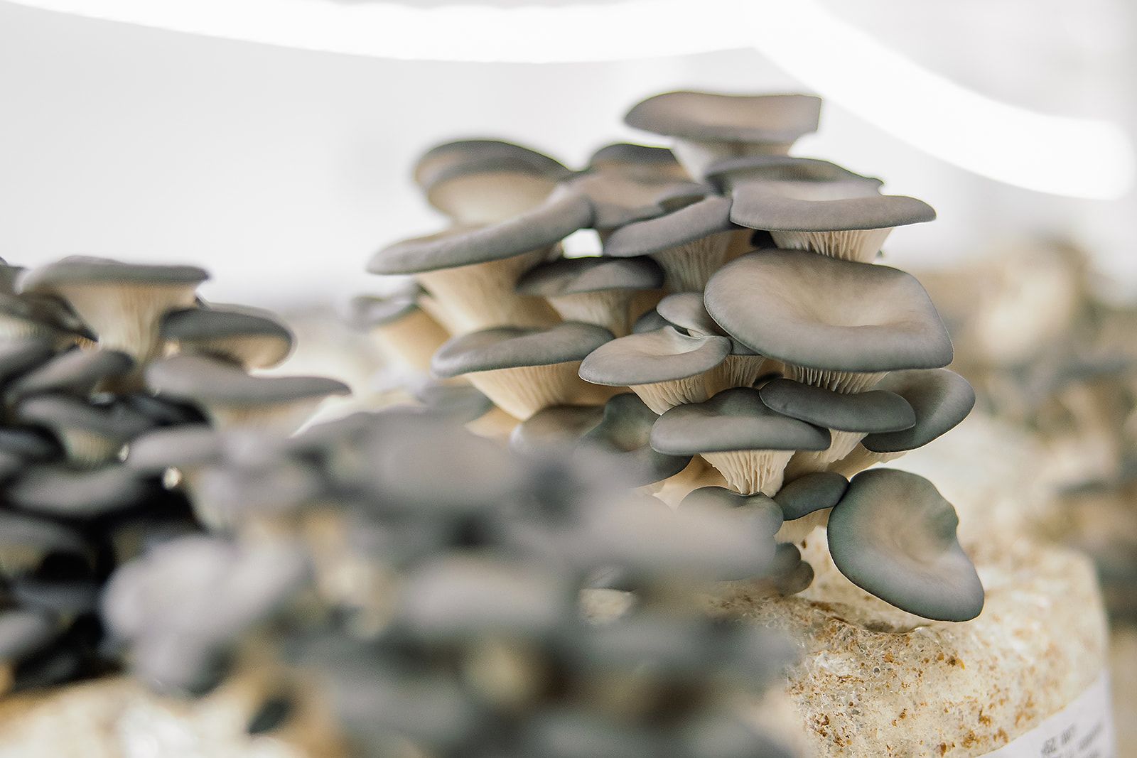 Image de champignons