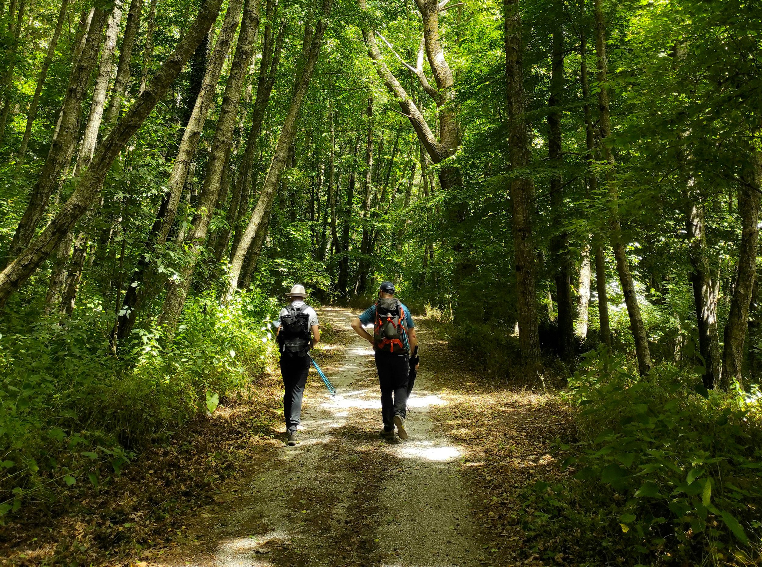 A couple walks through a peaceful forest in autumn, surrounded by lush trees.