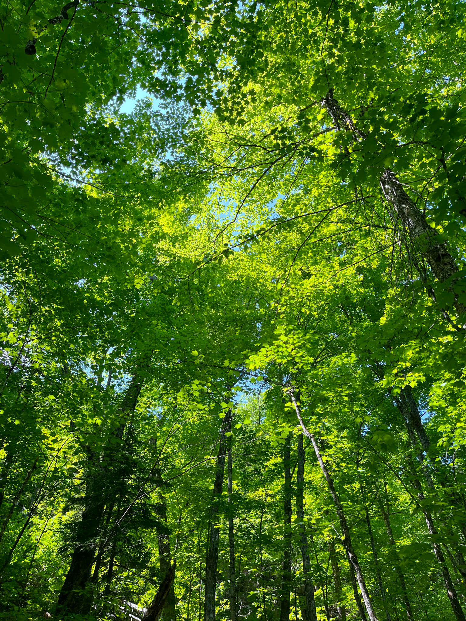 photography of tall trees at daytime