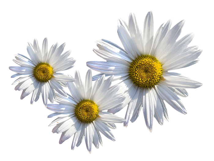 Trois fleurs de type marguerite blanche
