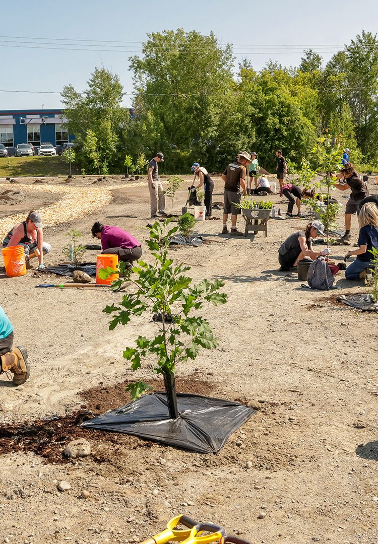 De nombreuses personnes plantant des arbres